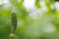 夏の風物・・・？