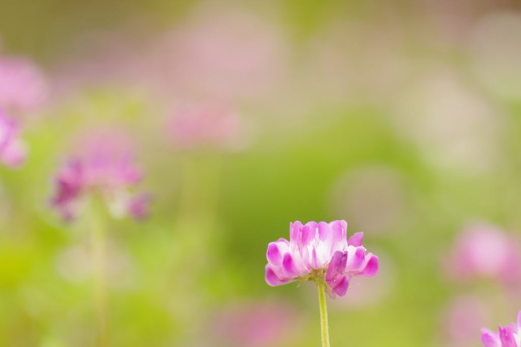 続・れんげそう・・　　－by  pentaxー
