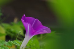 夏の風物・・