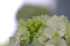 紫陽花　ウエディングブーケ