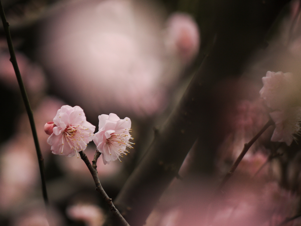 梅