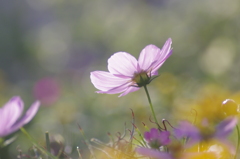 秋桜　　ー彩ー