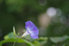 西洋あさがお・・・