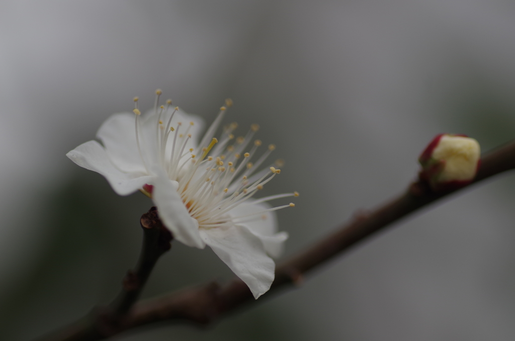 白梅