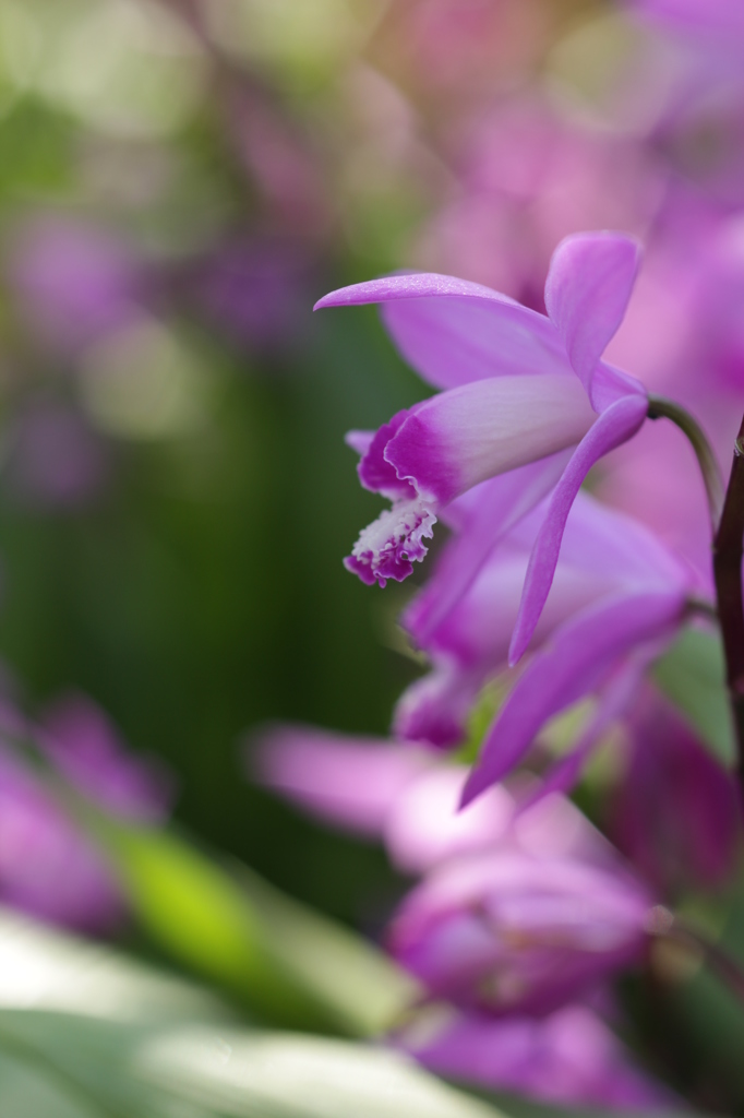 紫蘭２・・・ｂｙ　Ｃａｎｏｎ