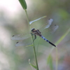 しおからトンボ・・・