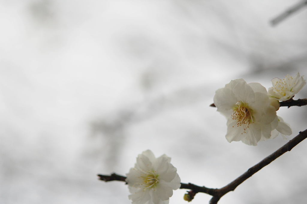 白梅・・