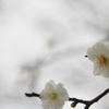 白梅・・
