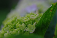 紫陽花・・蒼い時・・