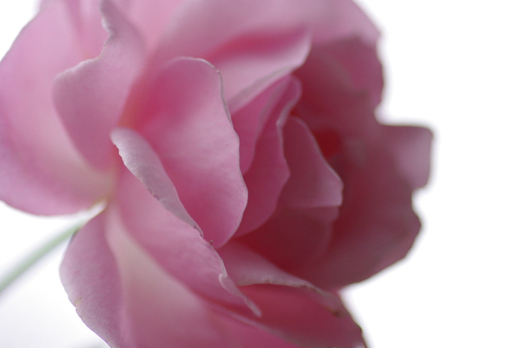 秋薔薇