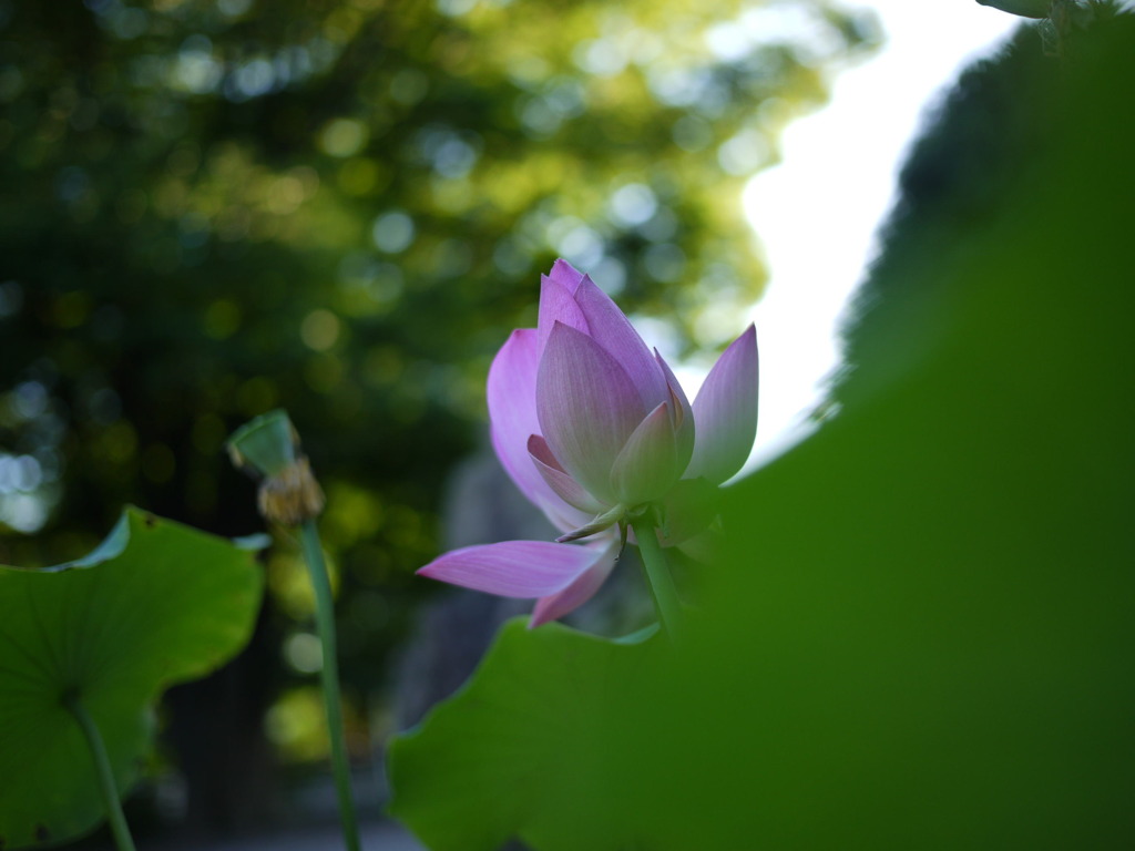 蓮P1000195