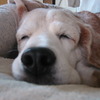 春眠・・暁を・・・ｚｚｚ