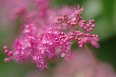 回顧・・茶花“シモツケ”・・