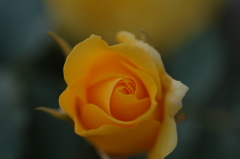 黄色い薔薇・・・