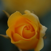 黄色い薔薇・・・