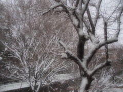 雪景色・・・
