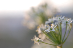 路傍の花・・・