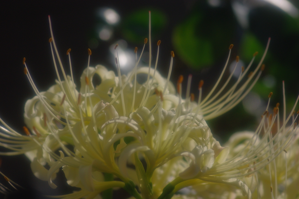 天上の花・・
