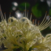 天上の花・・