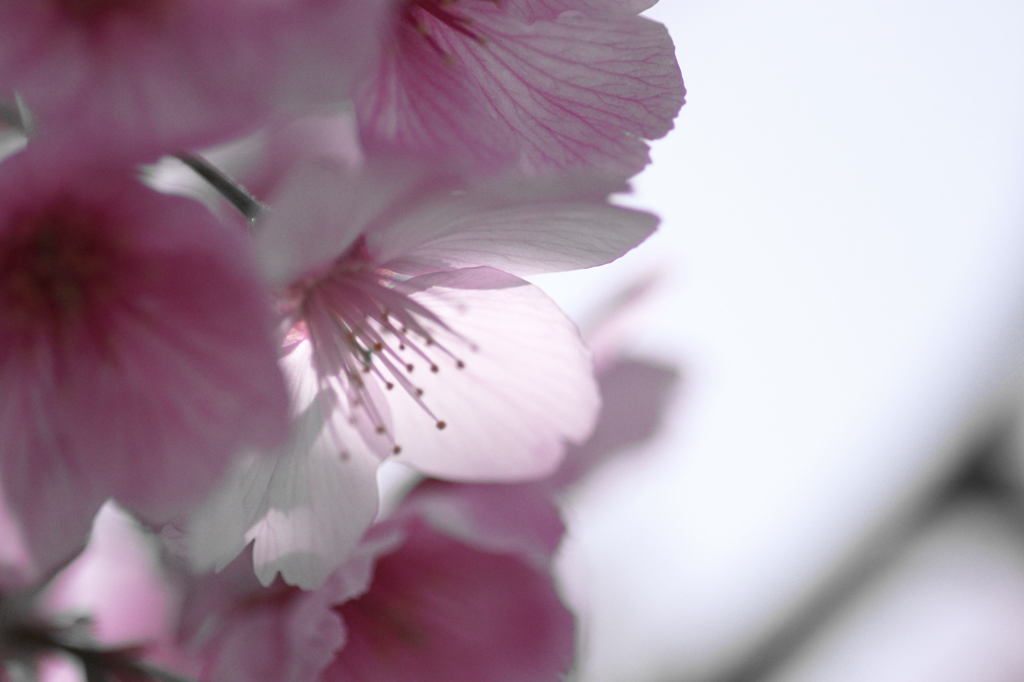 淑花　　もうひとつの顔・・
