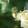 白い薔薇　　－Ⅱー