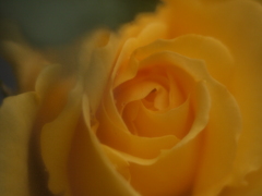 hello rose~