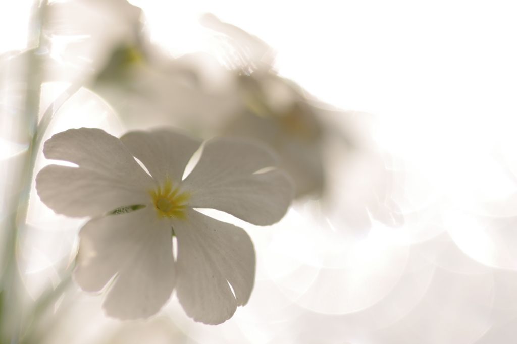 し・ろ・・・・・