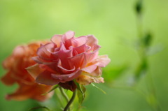 薔薇2447