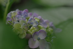 だるま紫陽花・・