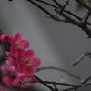 紅　くれない　・・・