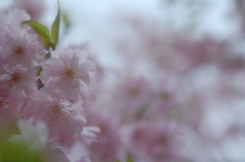 sakura   sakura