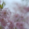 sakura   sakura