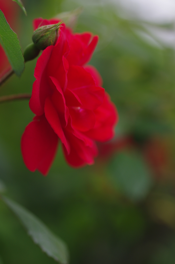 薔薇　　－赤ー