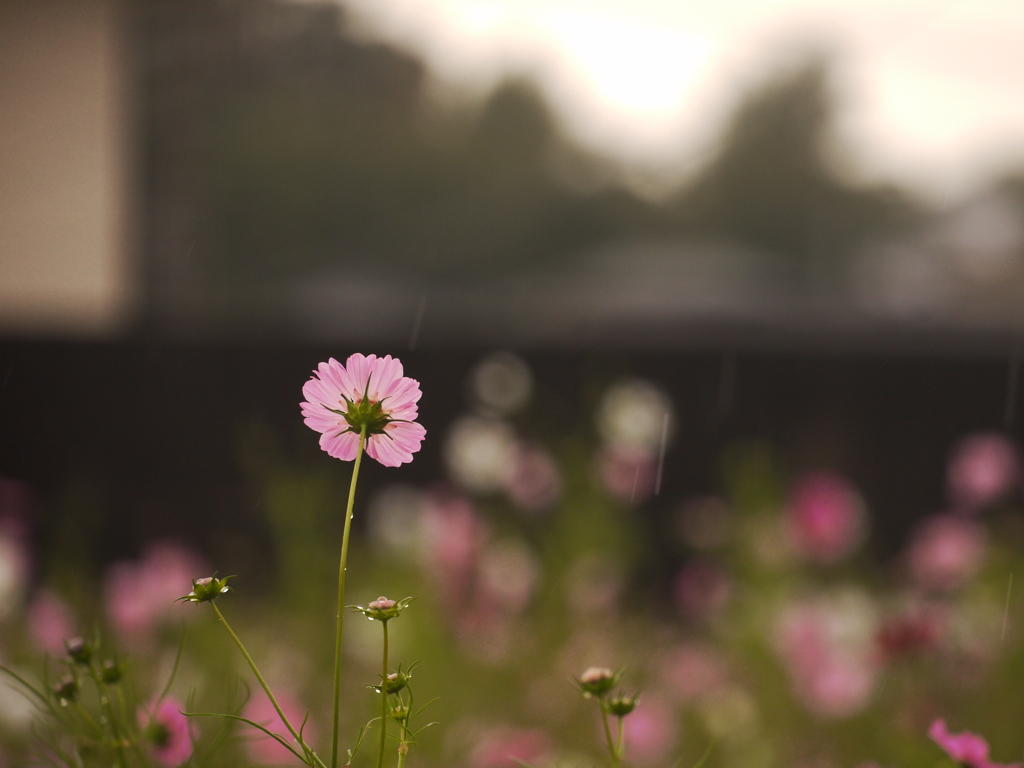 ｒａｉｎｙ　ｄａｙ・・・・