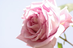 薔薇