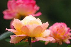 薔薇5050