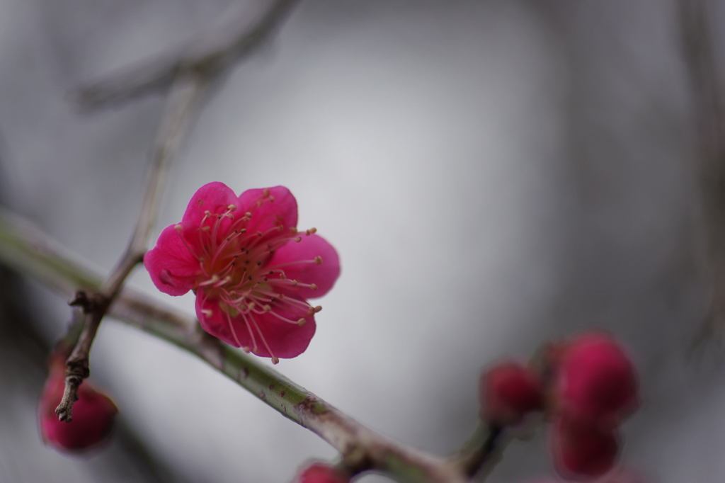 紅梅・・・