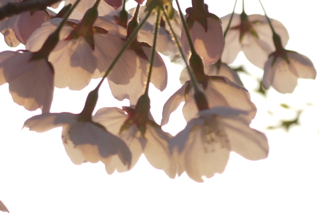 春の押し花～