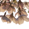 春の押し花～