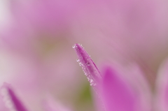 Ⅰ　ちっちゃな雫と・・