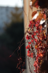 紅く・・