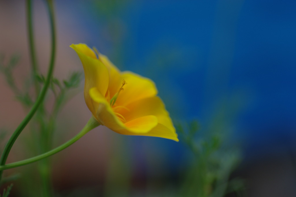 水中花のように・・