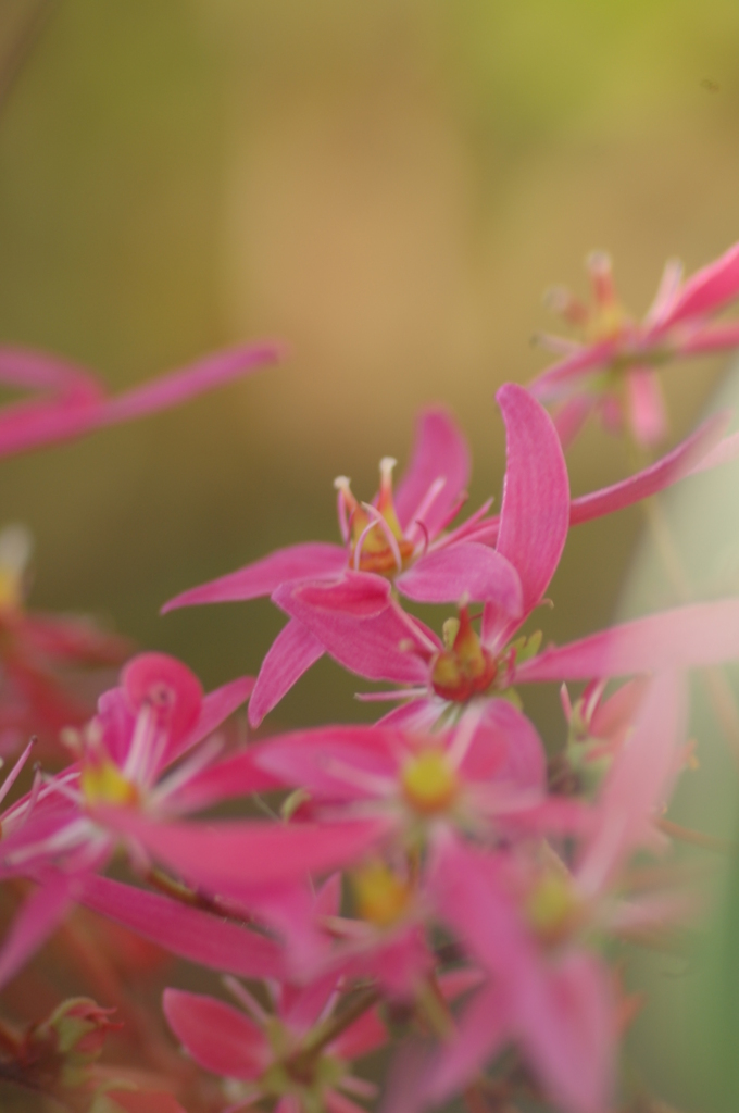 花言葉は、自由・・