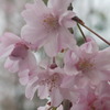 しだれ桜