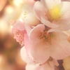 春のちぎり絵　－木瓜（ぼけ）－