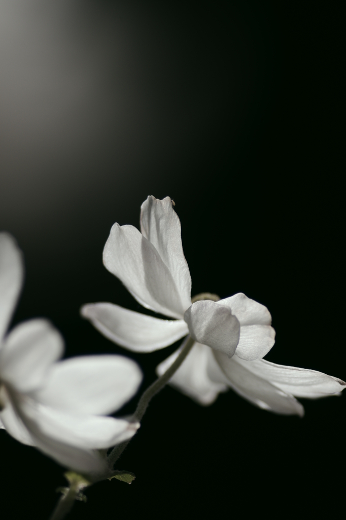 ー黙ー　　白い秋明菊