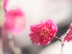紅梅・・