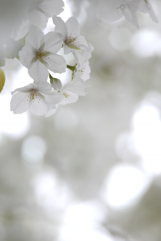 なごり・・・桜・・・