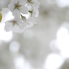 なごり・・・桜・・・