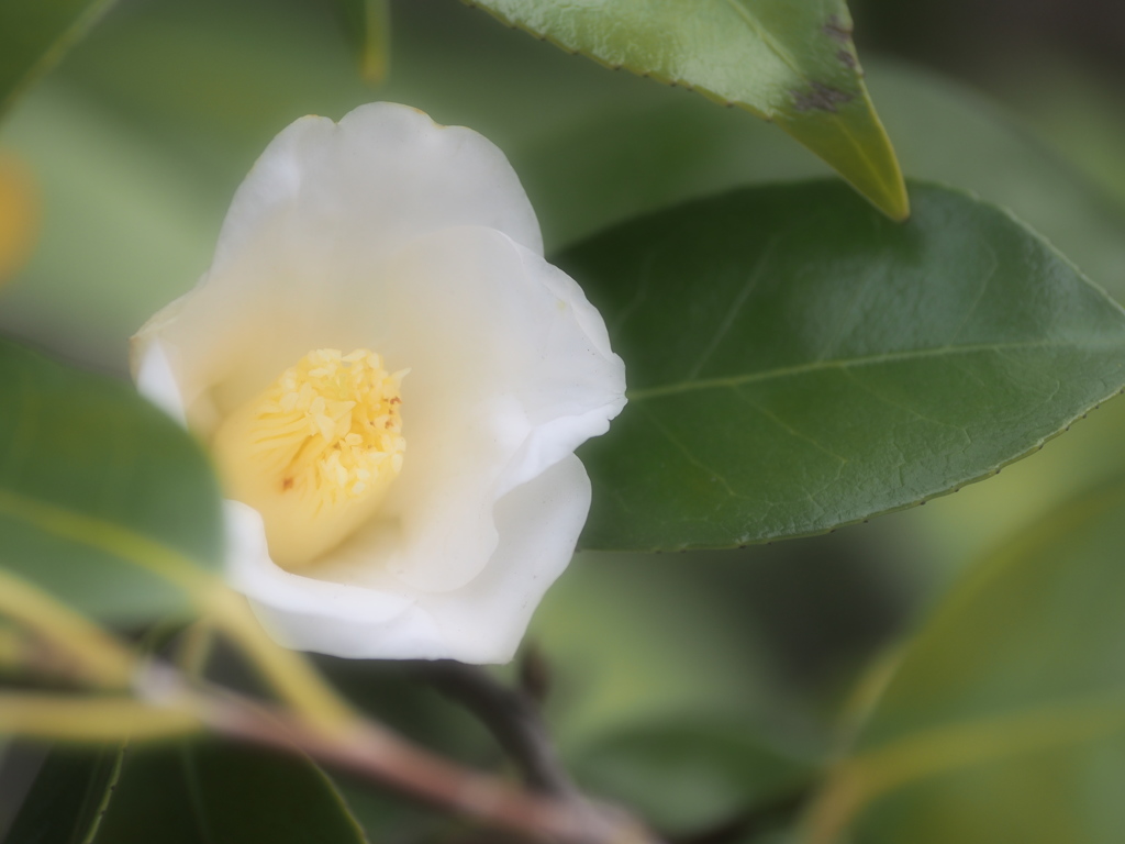 白花・・・